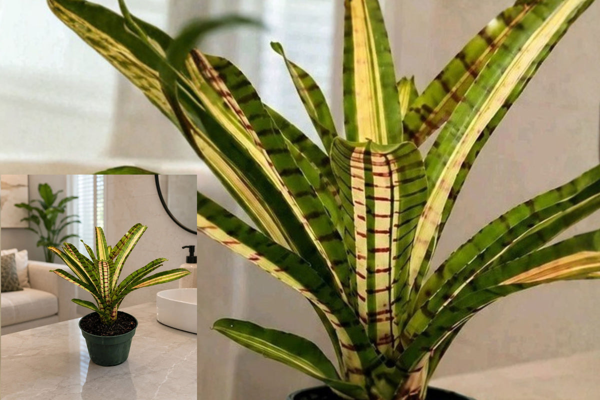 Neoregelia ‘Star Wars’ Bromeliad Live Plant – 1 Plant – 4 Inch Pot