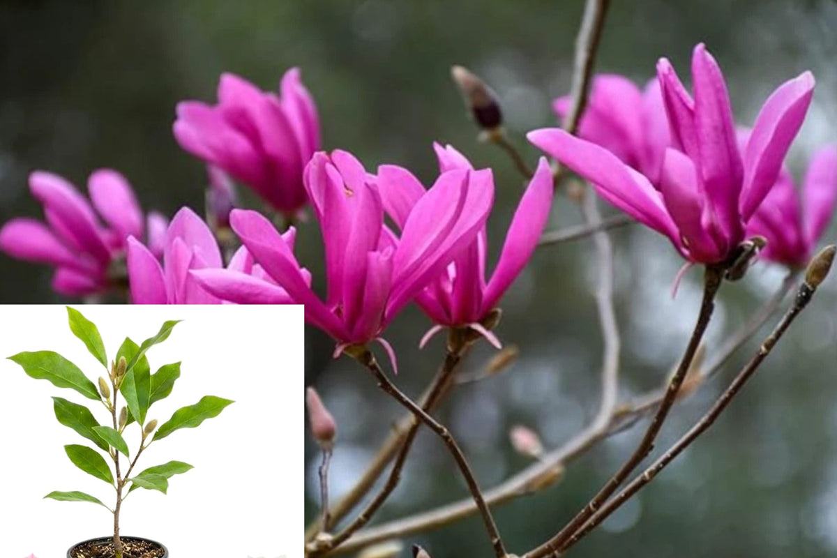 Ann Magnolia 1 Live Plant – 6–12" Tall in 2.5" Pot – Magnolia × ‘Ann’