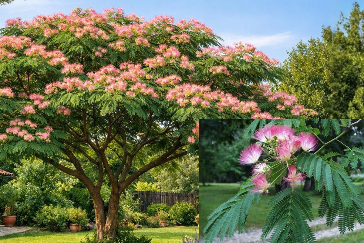 Silk Mimosa Tree Live Seedling, Pink Flowering Albizia Julibrissin, Bare Root Ornamental Tree, Fragrant Powder Puff Blooms