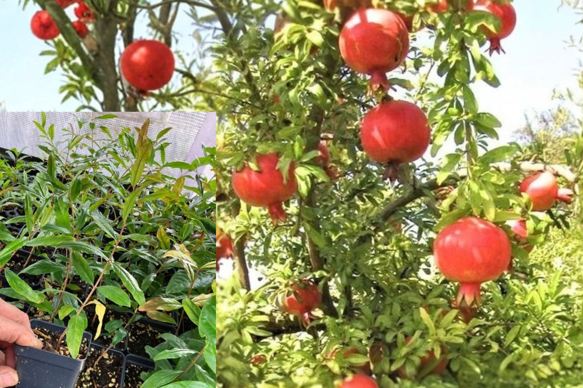 Pomegranate 'Sweet' Live Plant – Punica granatum
