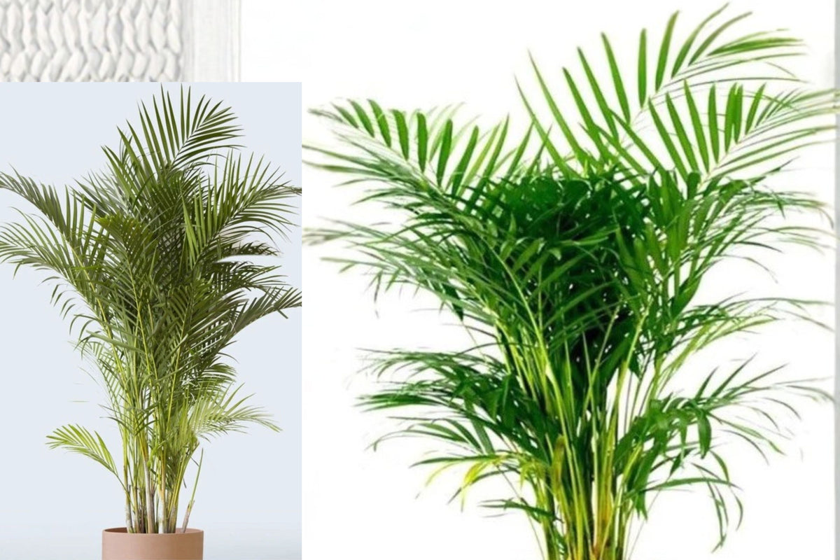 50 Live Areca Palm Seedlings, Fully Rooted 4–6 Inch Palm Plants, Tropical Indoor Outdoor Houseplants, Golden Cane Palm Starter Bundle