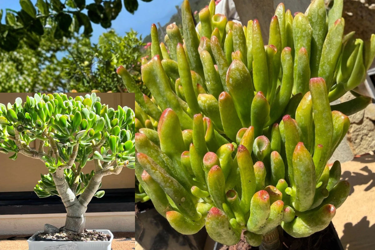 Gollum Jade Succulent Live Plant, Crassula Ovata Skinny Fingers, 9 Inch Tall Rooted Jade Plant, Unique Indoor Succulent
