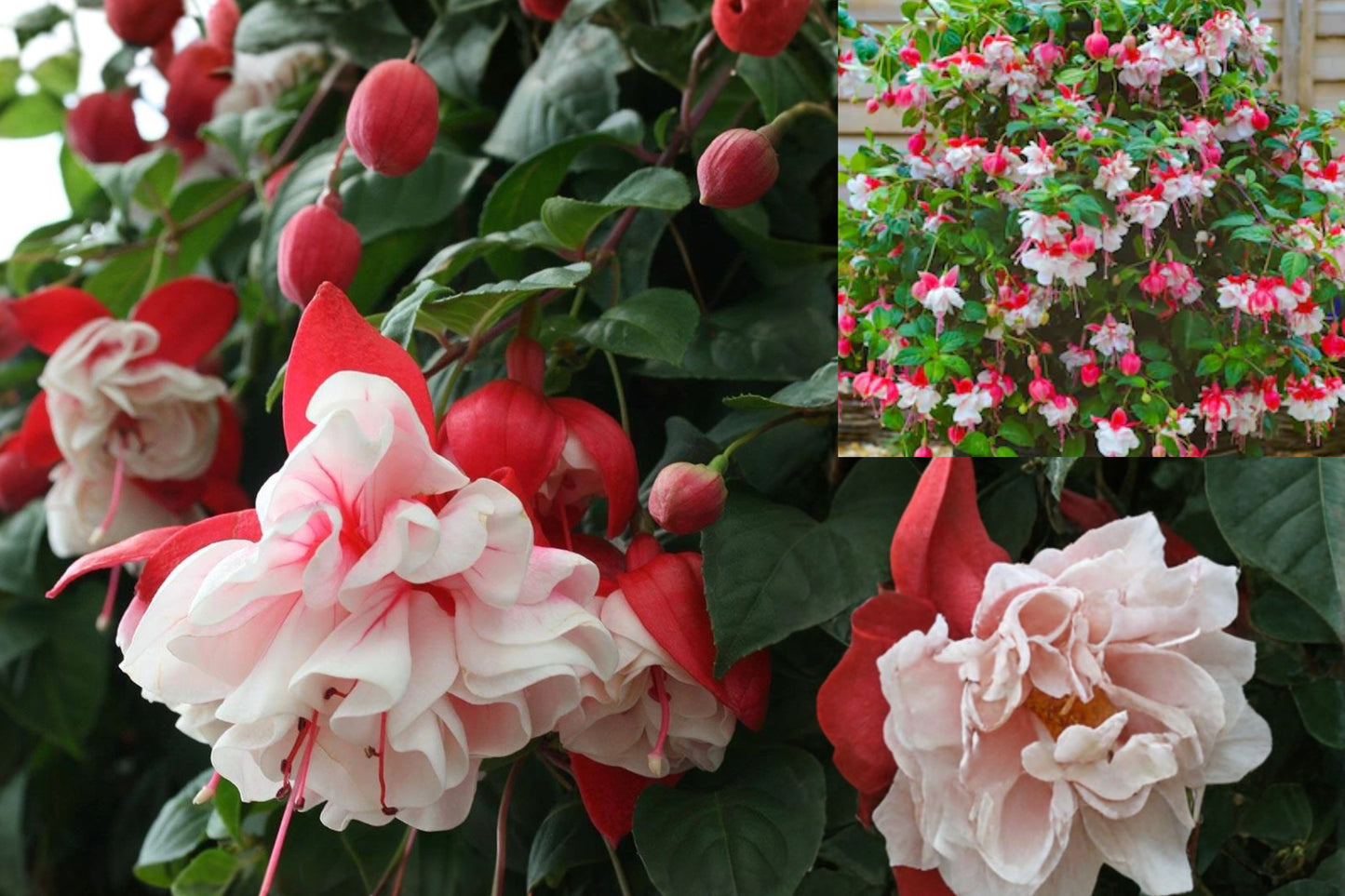 Swingtime Fuchsia Live Starter Plant – 1 Plant, 3–5" Tall – Fuchsia ‘Swingtime’