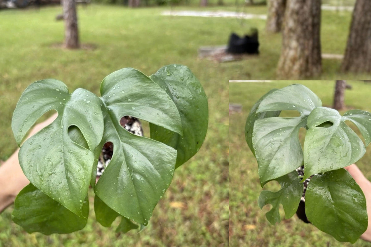 Mini Monstera Live Plant – 5.1–10 Inches – Rhaphidophora tetrasperma