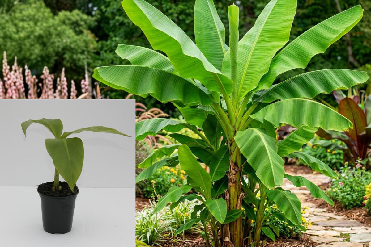 Basjoo Banana Live Plant, Musa Basjoo Cold Hardy Ornamental Banana Tree, 4–8 Inch Starter Plant for Outdoor Gardens