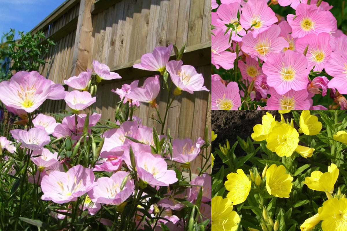 Live Evening Primrose Plant, Oenothera Flowering Wildflower, Random Variety in 3 Inch Pot, Outdoor Pollinator Garden Starter