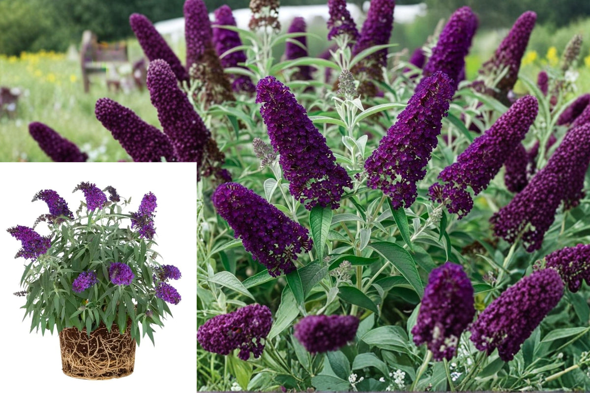 Deep Purple Butterfly Bush Live Plant, Buddleia Starter 5–9 Inches, Outdoor Perennial Shrub for Pollinator Gardens