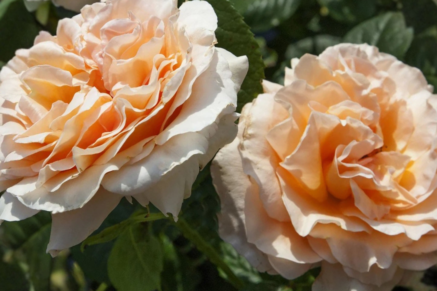 Polka Climbing Rose 3 Cuttings – Fresh Live Plant Cuttings – Apricot