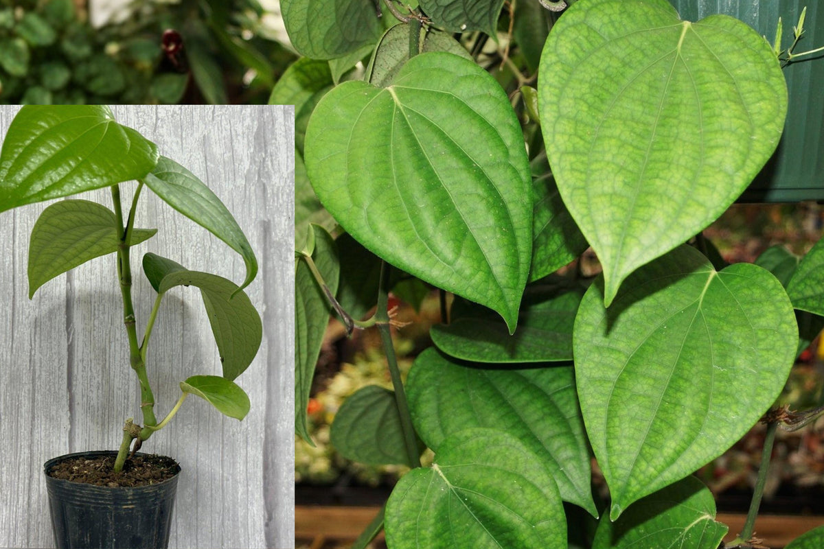 Black Pepper Live Plant, Piper Nigrum Seedling, 4–6 Inch Tropical Spice Vine, Live Culinary Herb Plant for Home Garden
