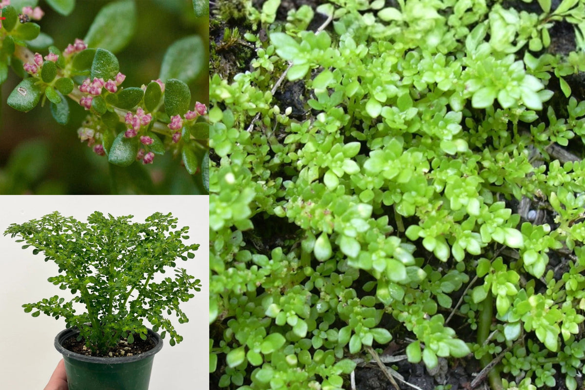 Pilea Microphylla Live Plant, Artillery Fern Miniature Green Foliage, 4 Inch Bare Root Starter