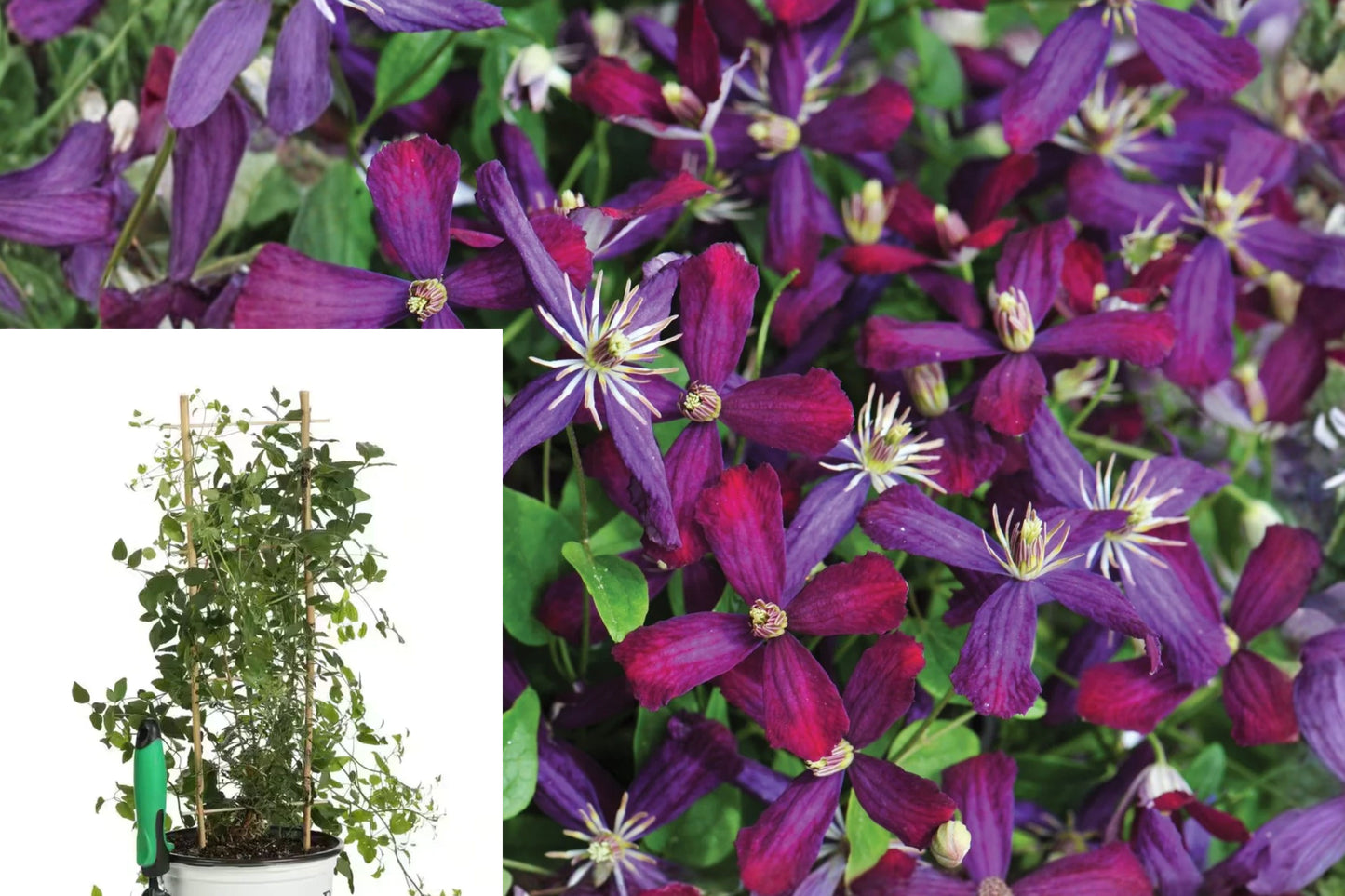 Sweet Summer Love Clematis Live Plant – 1 Gallon – Clematis