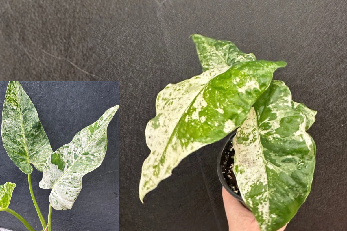 Alocasia 'Blizzard' Variegated Live Plant – 1 Starter Plant