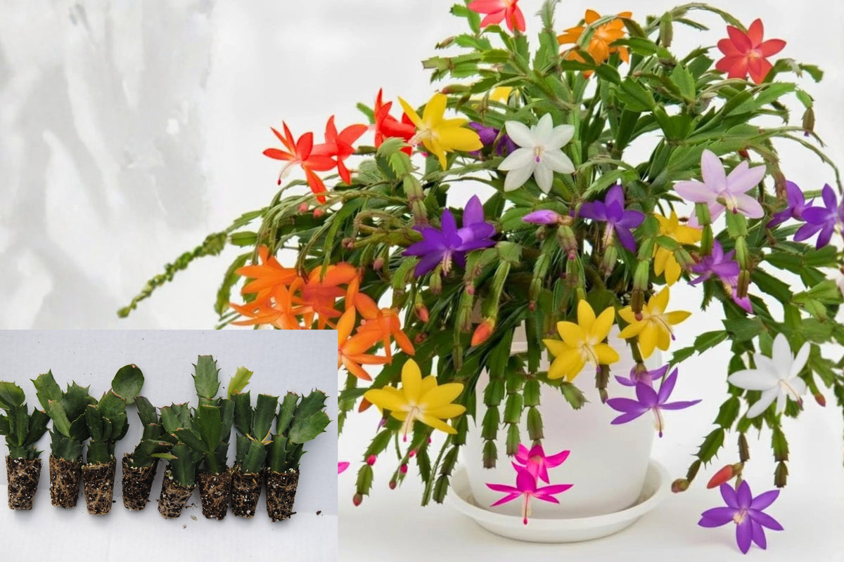 2 Christmas Cactus Live Plants, 5–9 Inch Holiday Cactus Pair, Random Flower Colors, Unpotted Flowering Houseplants