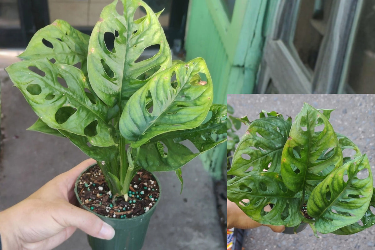 Monstera Adansonii Swiss Cheese Plant – 1 Live Plant – 4" Pot