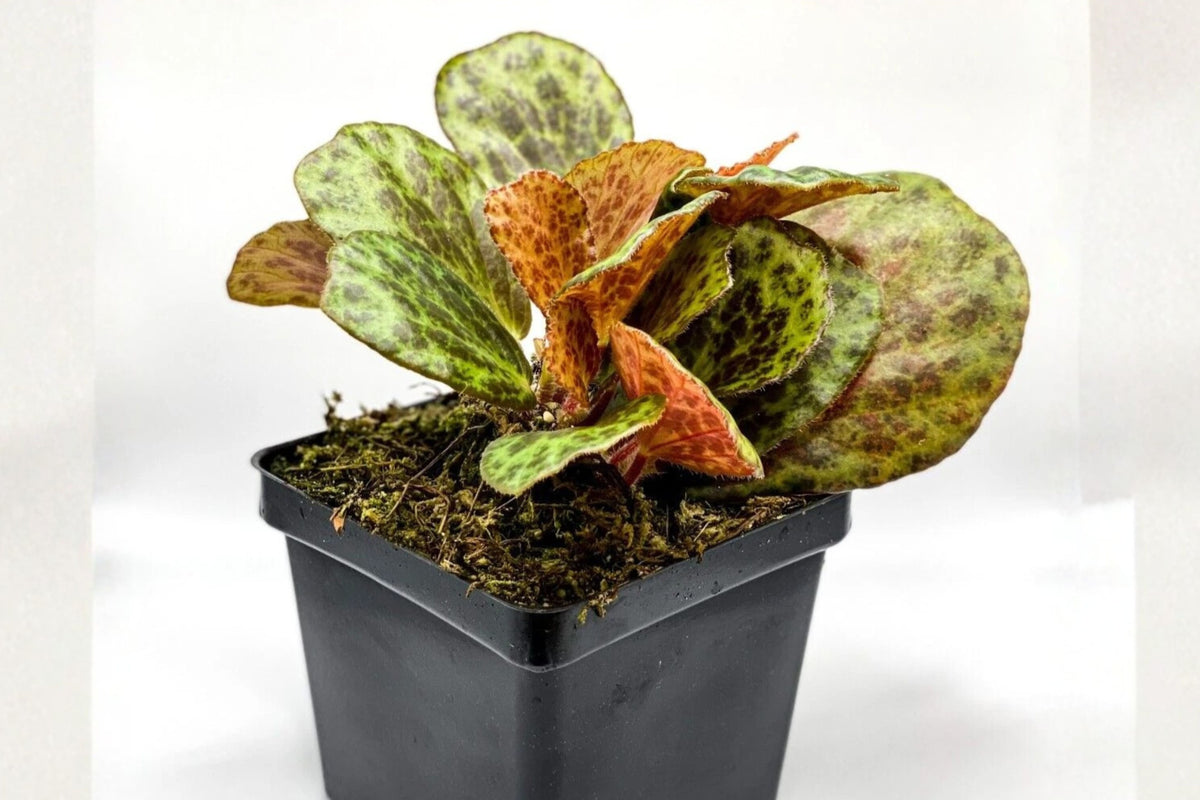 Begonia blancii Mottled Live Plant 2 Inch Pot Rare Terrarium Tropical Houseplant