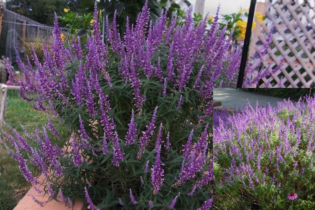 Mexican Sage ‘Santa Barbara’ Live Starter Plant – Salvia – 6–10 Inch