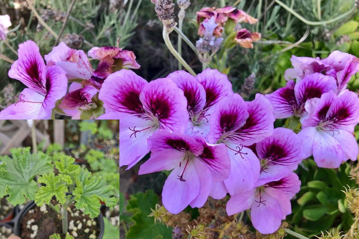 Lavender Purple Regal Geranium Cutting, Pelargonium Live Plant Cutting, 6 Inch Flowering Plant Propagation Starter