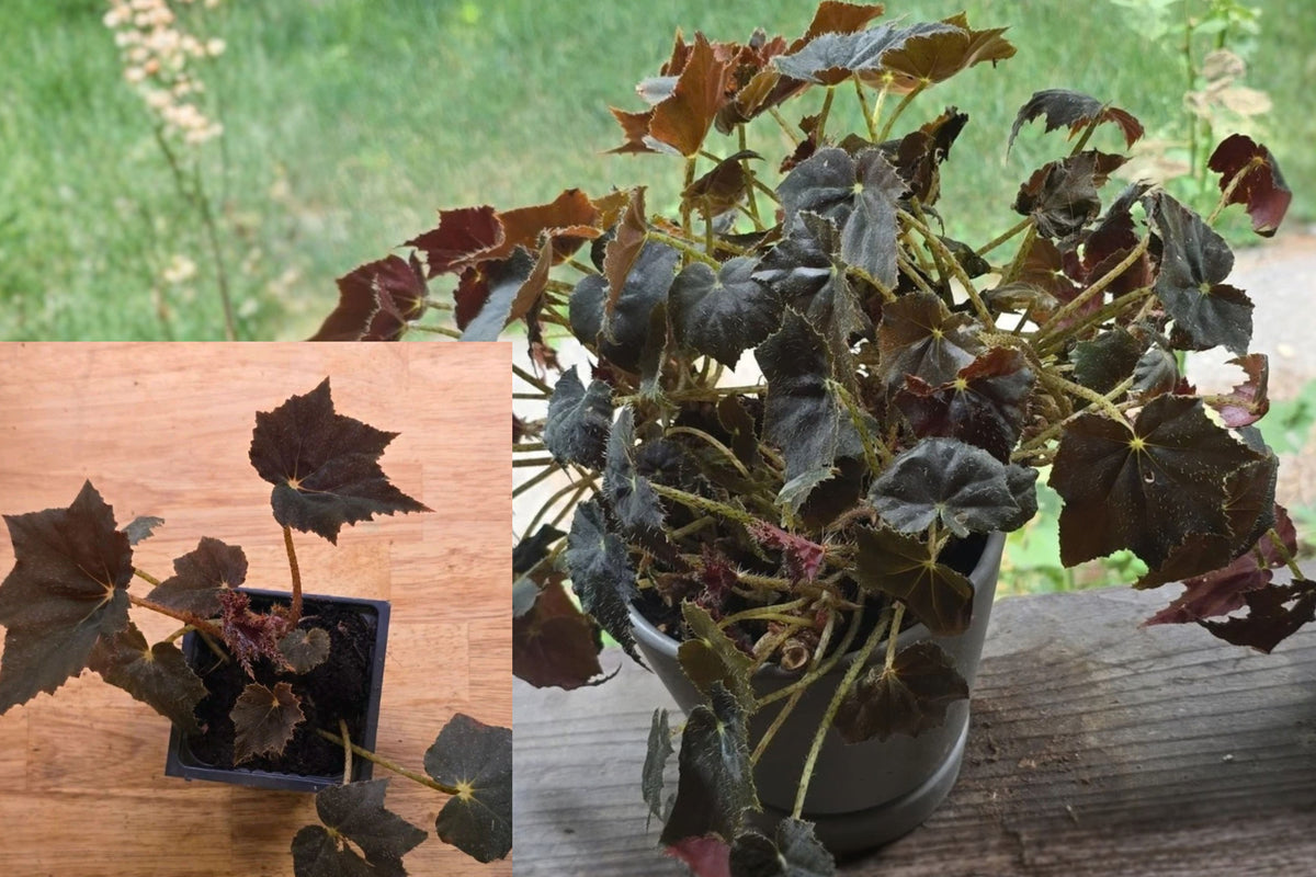 Black Mamba Begonia Live Plant in 4-Inch Pot – Begonia spp.