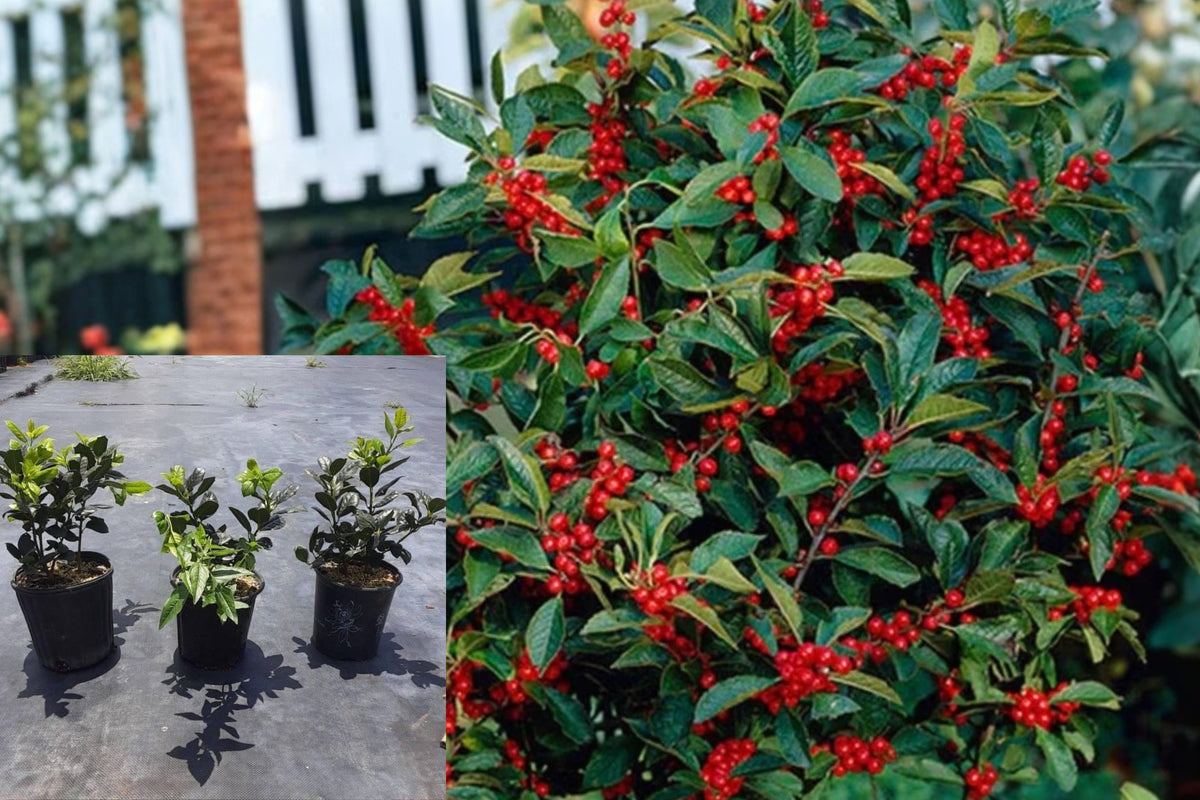 3 Nellie R. Stevens Holly Live Plants, 6–12 Inch Evergreen Shrubs, 2.5 Inch Pots, Red Berry Privacy Hedge Starters