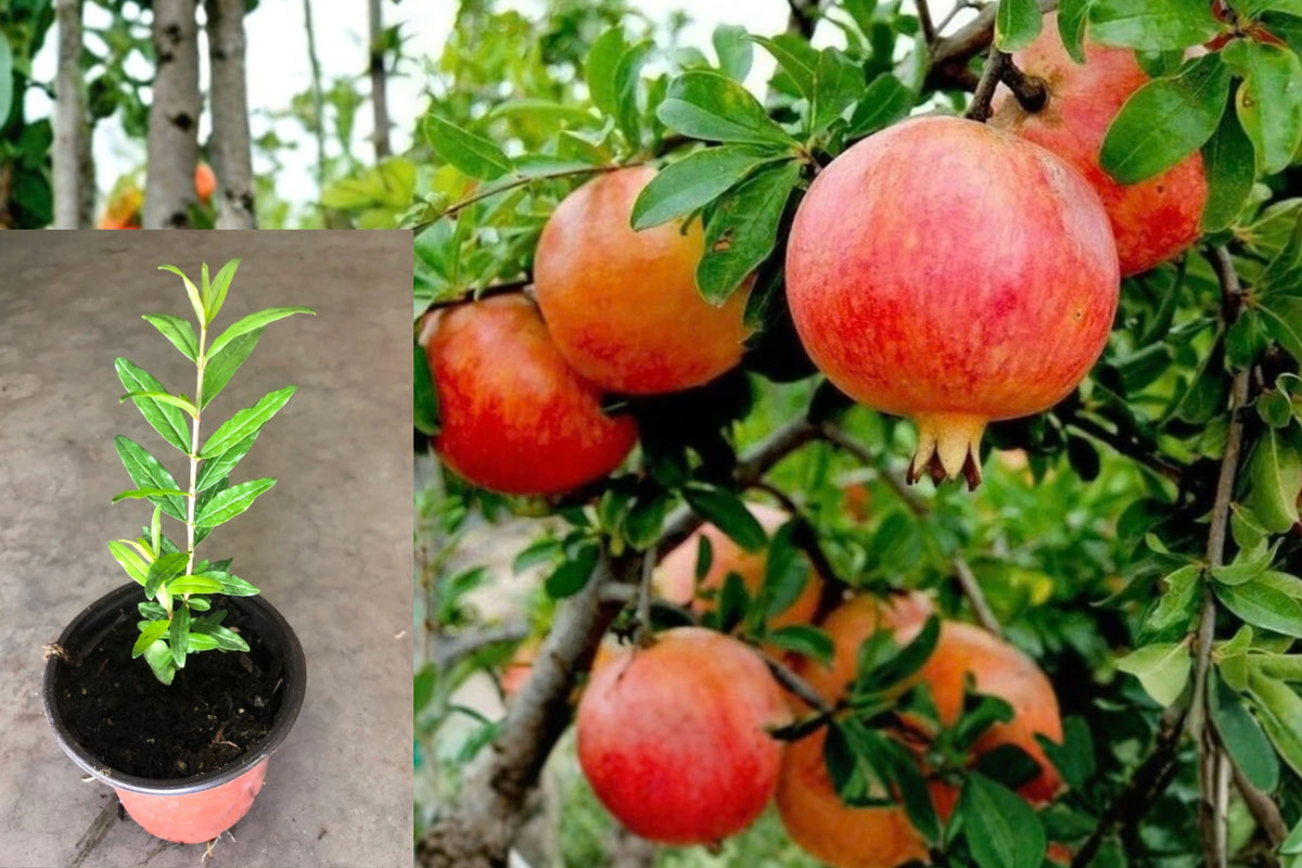 Pomegranate Live Plants – 2 Seedlings – 8–10" Tall – Punica granatum
