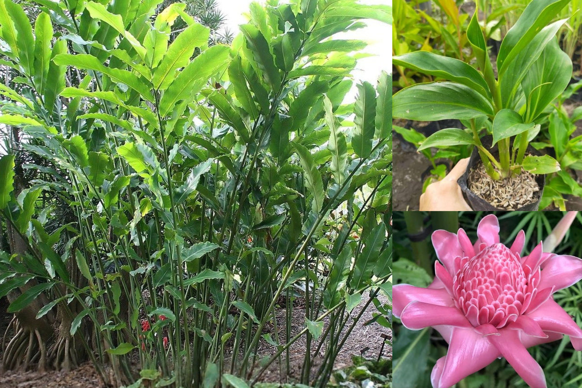 Etlingera Siam Rose Live Plant, Rare Tropical Ornamental Ginger, 4 to 6 Inch Starter in 4 Inch Pot, Pink Flowering Plant