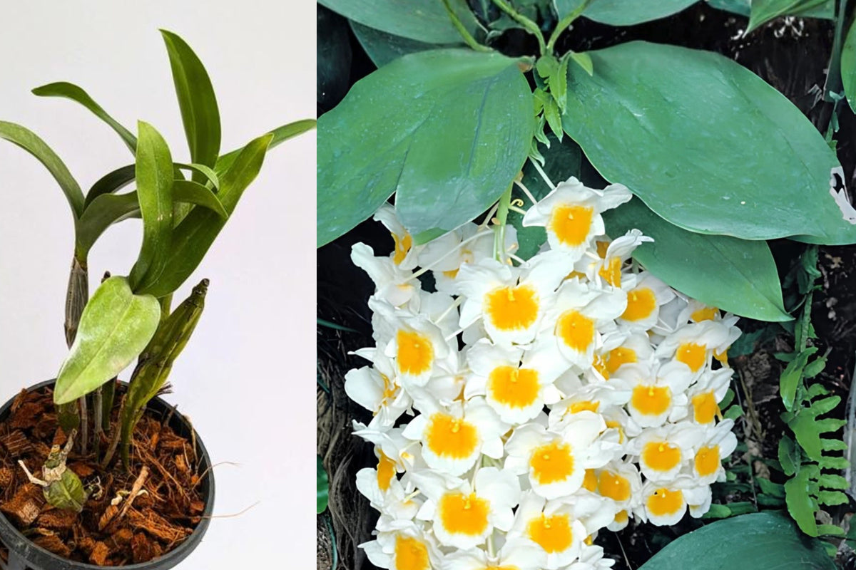 Dendrobium Farmeri Live Orchid Plant, Fragrant Species Orchid, White and Yellow Spring Blooms, Potted Orchid