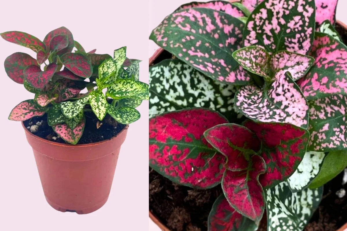 Polka Dot Plant 1 Live Plant – 2 Inch Pot – Hypoestes phyllostachya