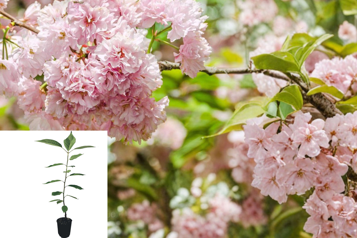 2 Live Kwanzan Cherry Trees, Double Pink Flowering Cherry Tree Starters, 6β12 Inch Plants in 3 Inch Pots