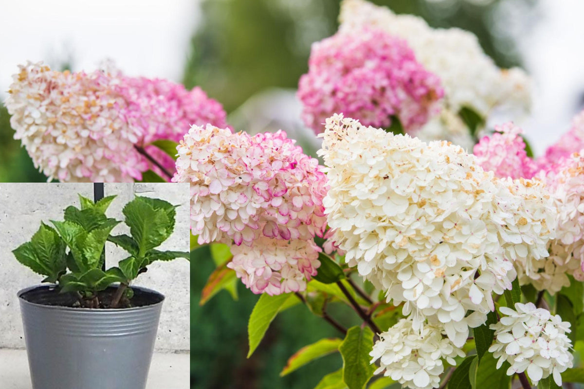 Pink and White Hydrangea Live Plant, 7–12 Inch Potted Flowering Shrub, Hydrangea Garden Plant