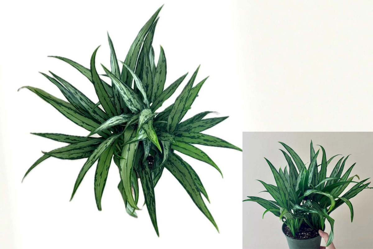 Aglaonema Cutlass Live Plant – 6 Inch Pot – Indoor Houseplant