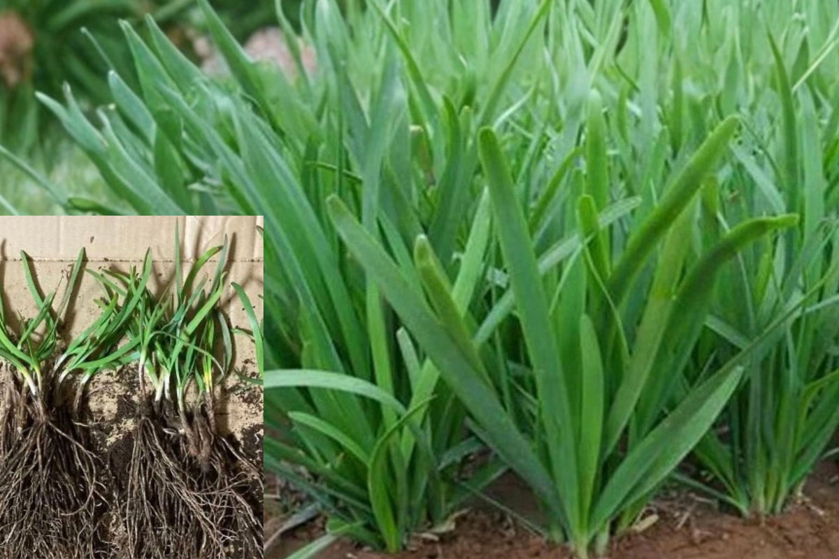 100 Garlic Chive Bare Roots, Allium tuberosum, Live Edible Herb Plants, Chinese Chives 韭菜根