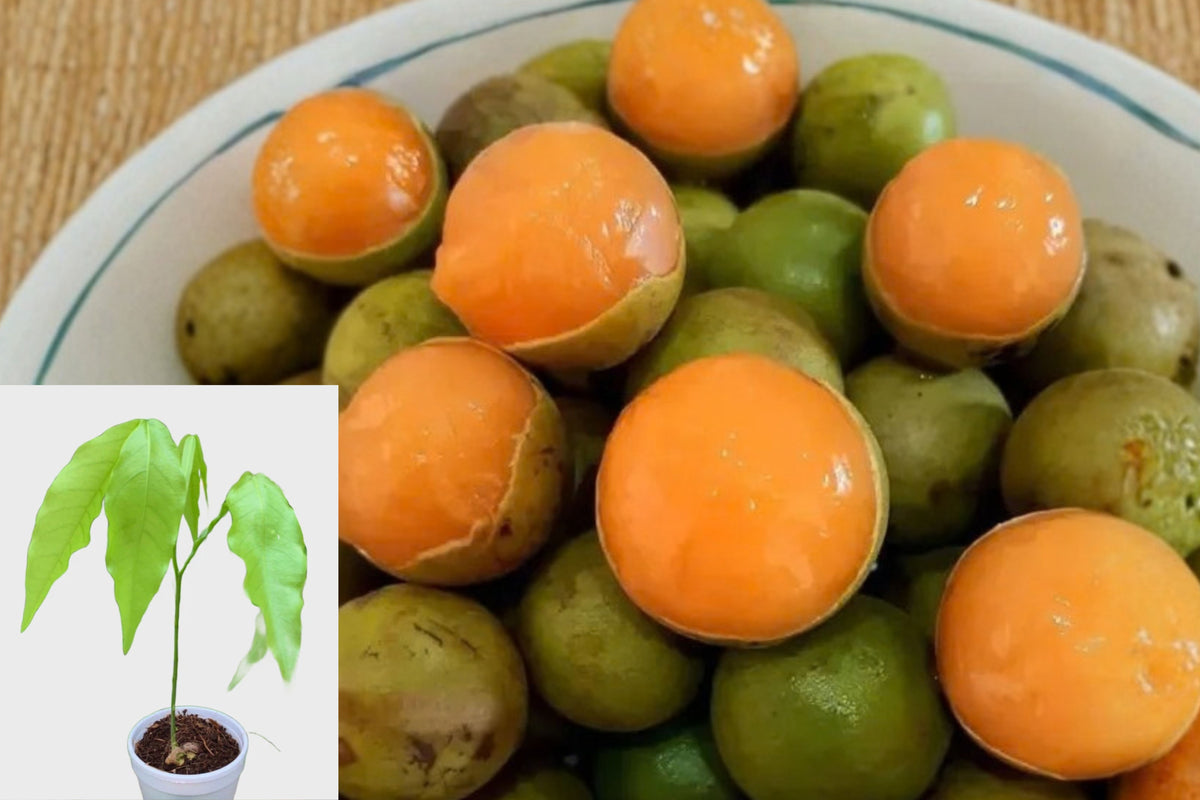Spanish Lime Live Fruit Tree – 1 Potted Seedling – 4/5-Inch – Melicoccus sp.