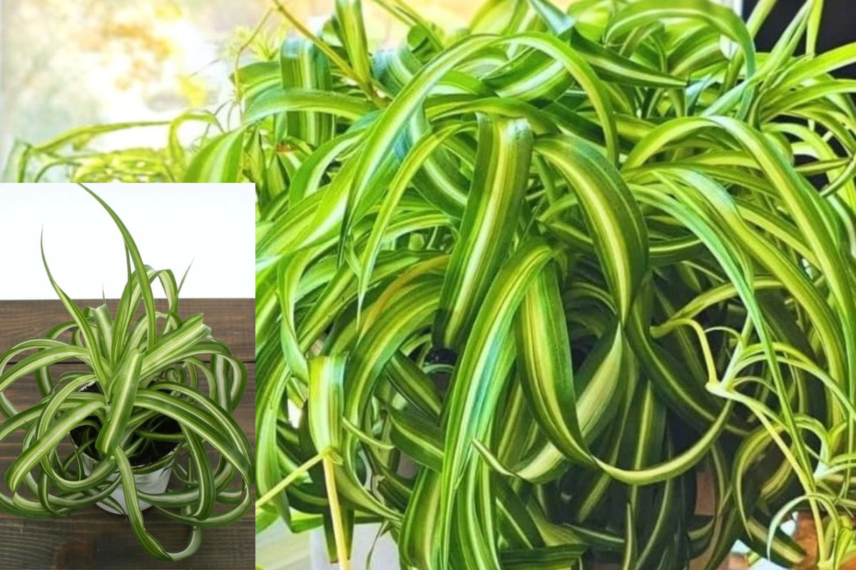Green Spider Live Plant, 4 Inch Potted Houseplant, Green Foliage, Rooted Starter Plant, Compact Indoor Plant