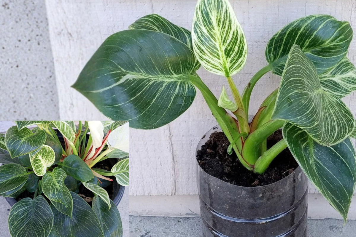 Philodendron Birkin Live Plant – 1 Bare Root Starter – Philodendron