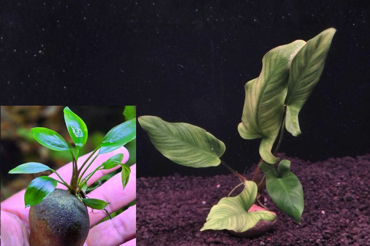 Anubias Gigantea Live Aquatic Plant – 1 Plant – Anubias gigantea