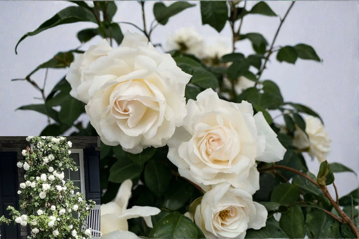 6 Cloud 10 Climbing Rose Cuttings – Rosa ‘Radclean’ – 5–7 Inch