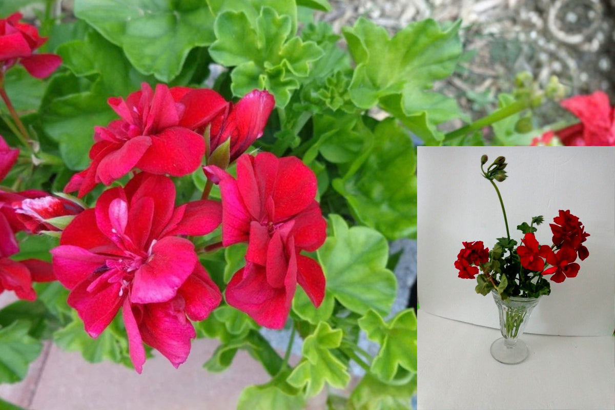 Rose Red Ivy Geranium 3 Fresh Cuttings – Pelargonium peltatum – No Roots