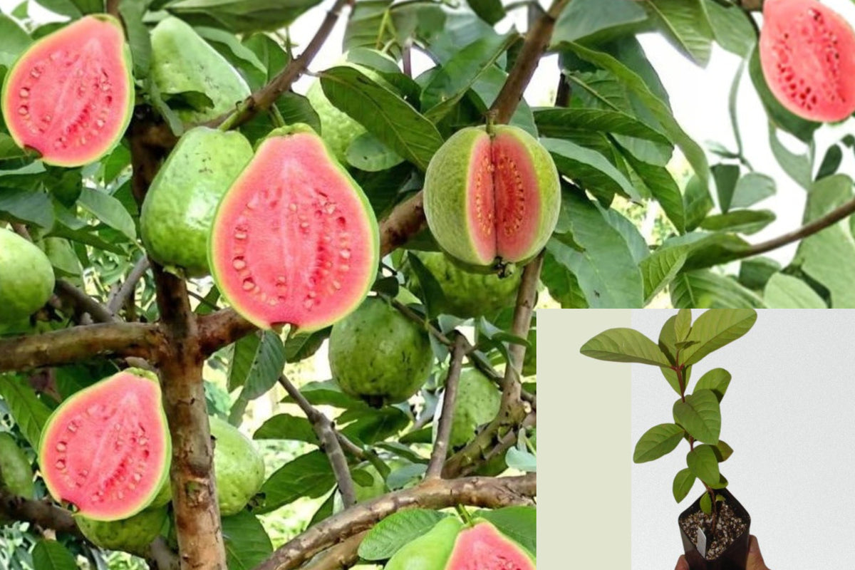 Pink Guava Live Plant, Tropical Fruit Tree Starter, 8–10 Inch Well-Rooted Guava Tree for Patio or Home Orchard