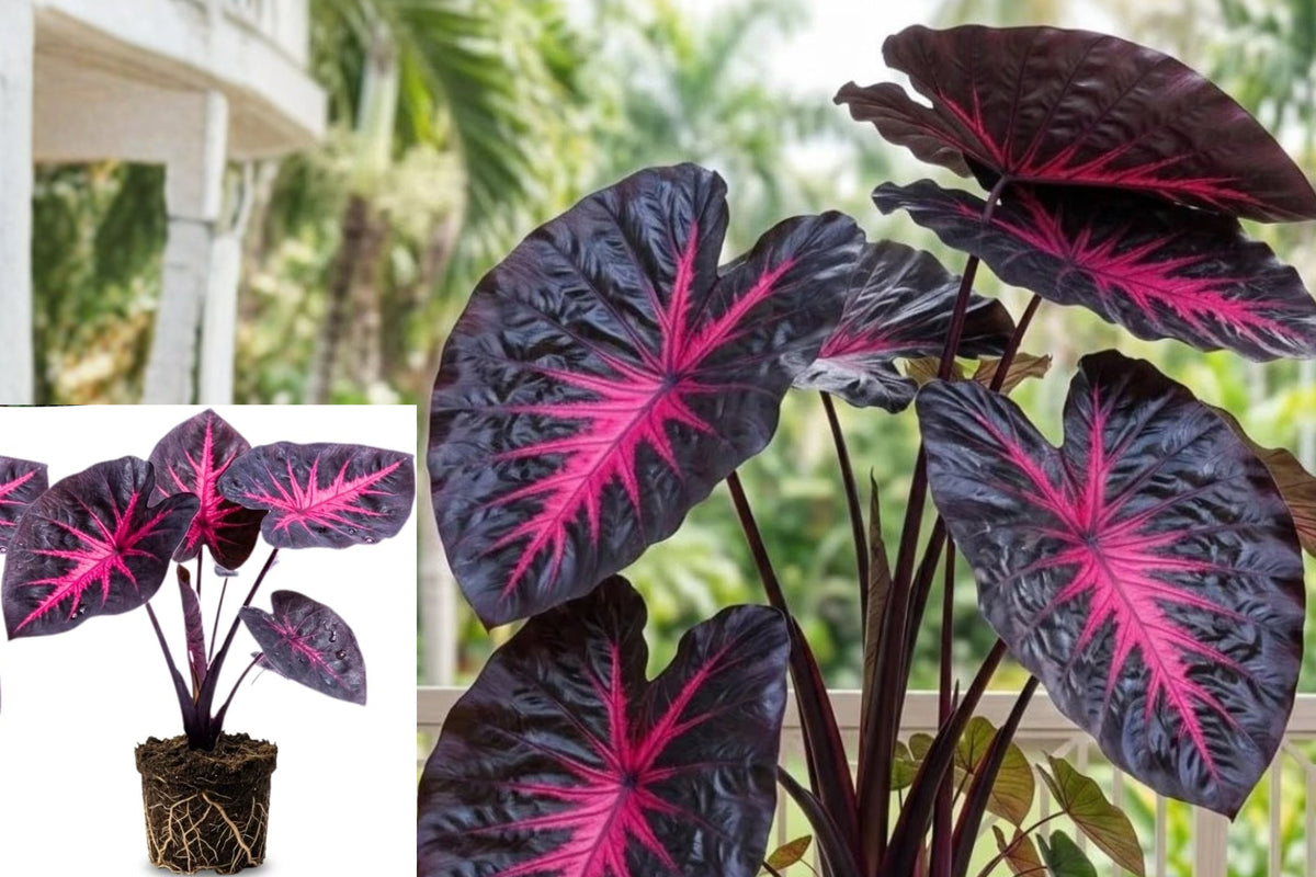 Red Black Alocasia Live Plants, Set of 2 Tropical Taro Foliage Starters, 5ā7 Inch Plants, Ships Without Pots