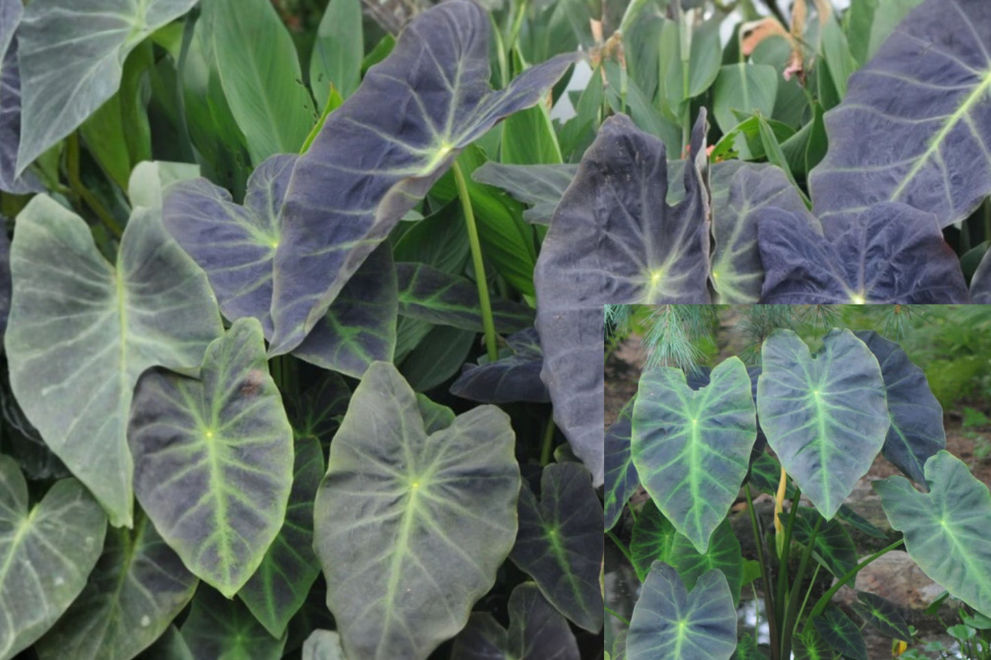 Live Colocasia Illustris Elephant Ear Plant – 6–15" Tall – No Pot