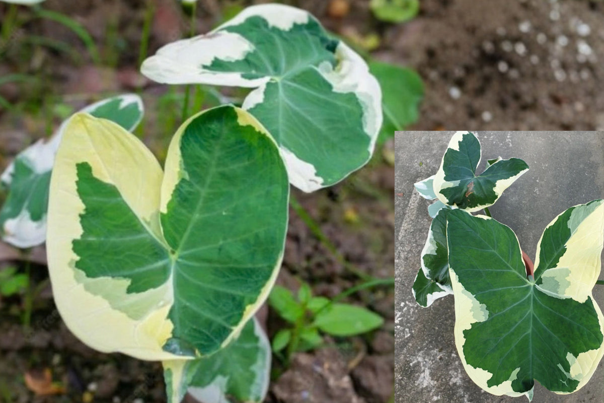 Variegated Elephant Ear Live Plant – 1 Starter Plant – 4-Inch Size – Xanthosoma sp.