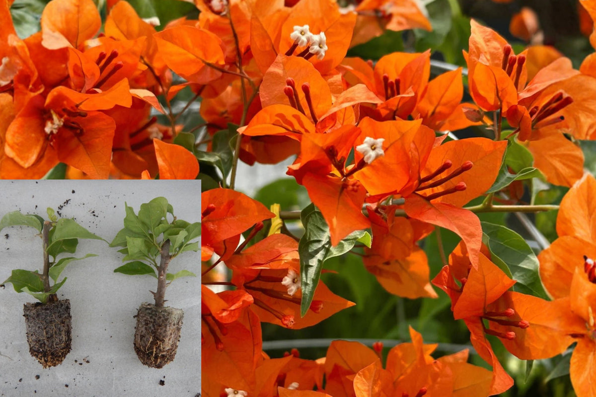 Fire Opal Bougainvillea Live Plants, Set of 3, Red Orange Flowering Vine, Rooted 4–6 Inch Starters, No Pot
