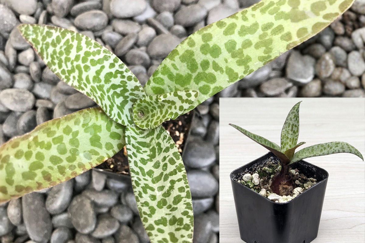 Ledebouria Socialis Violacea Live Plant, Leopard Lily Succulent, Purple Green Foliage Houseplant, 2 Inch Pot