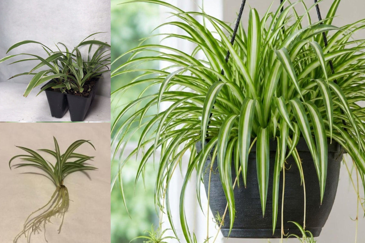 Variegated Spider Plant Live Starter, Rooted Bare Root Chlorophytum comosum, 6–10 Inch Indoor Houseplant