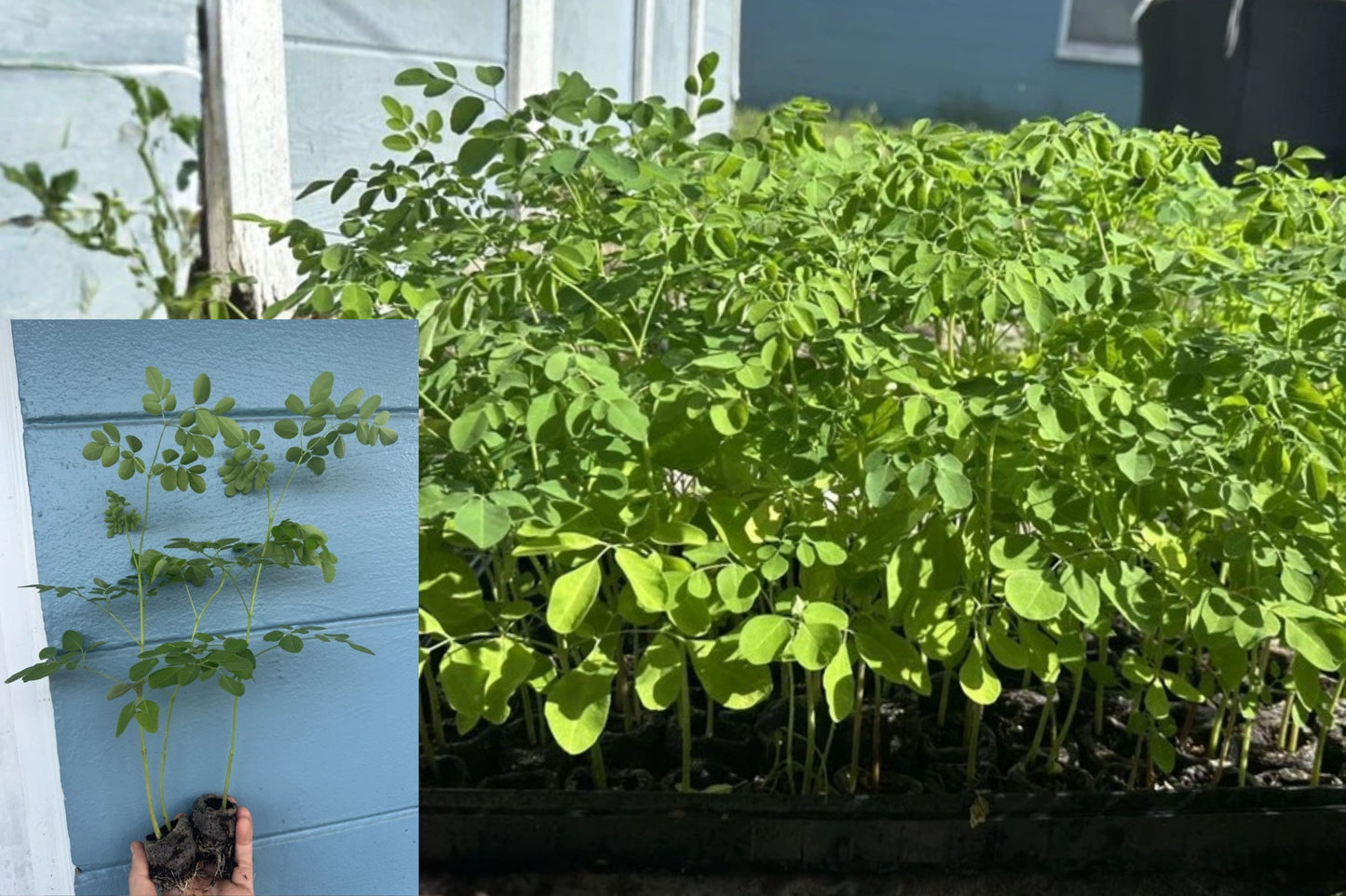 Moringa Oleifera 2 Live Seedlings – 11.5 Inch Drumstick Trees
