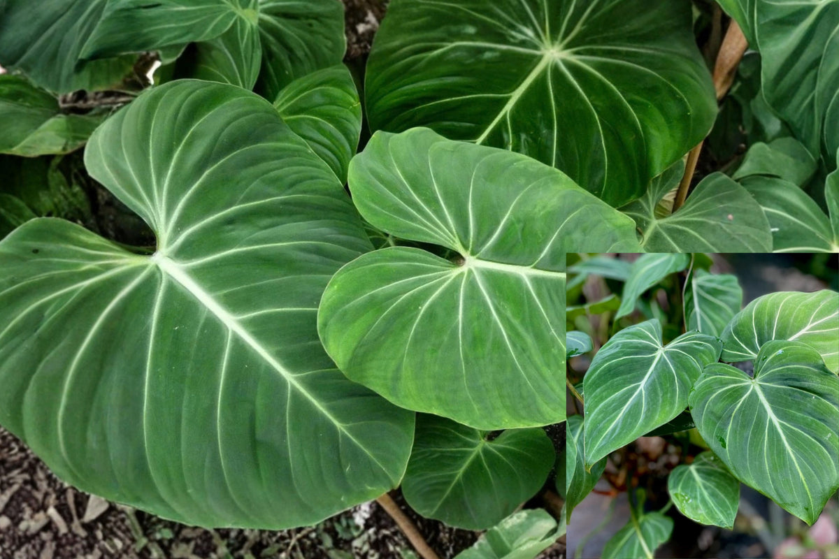 Philodendron Gloriosum Live Plant – 1 Plant – Tropical Houseplant
