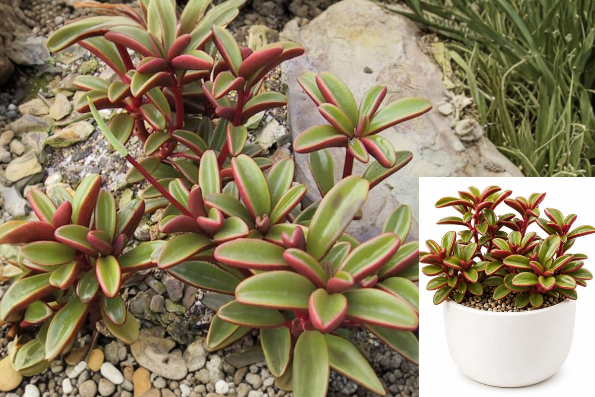 Ruby Glow Peperomia Live Plant – Peperomia graveolens – 4" Pot