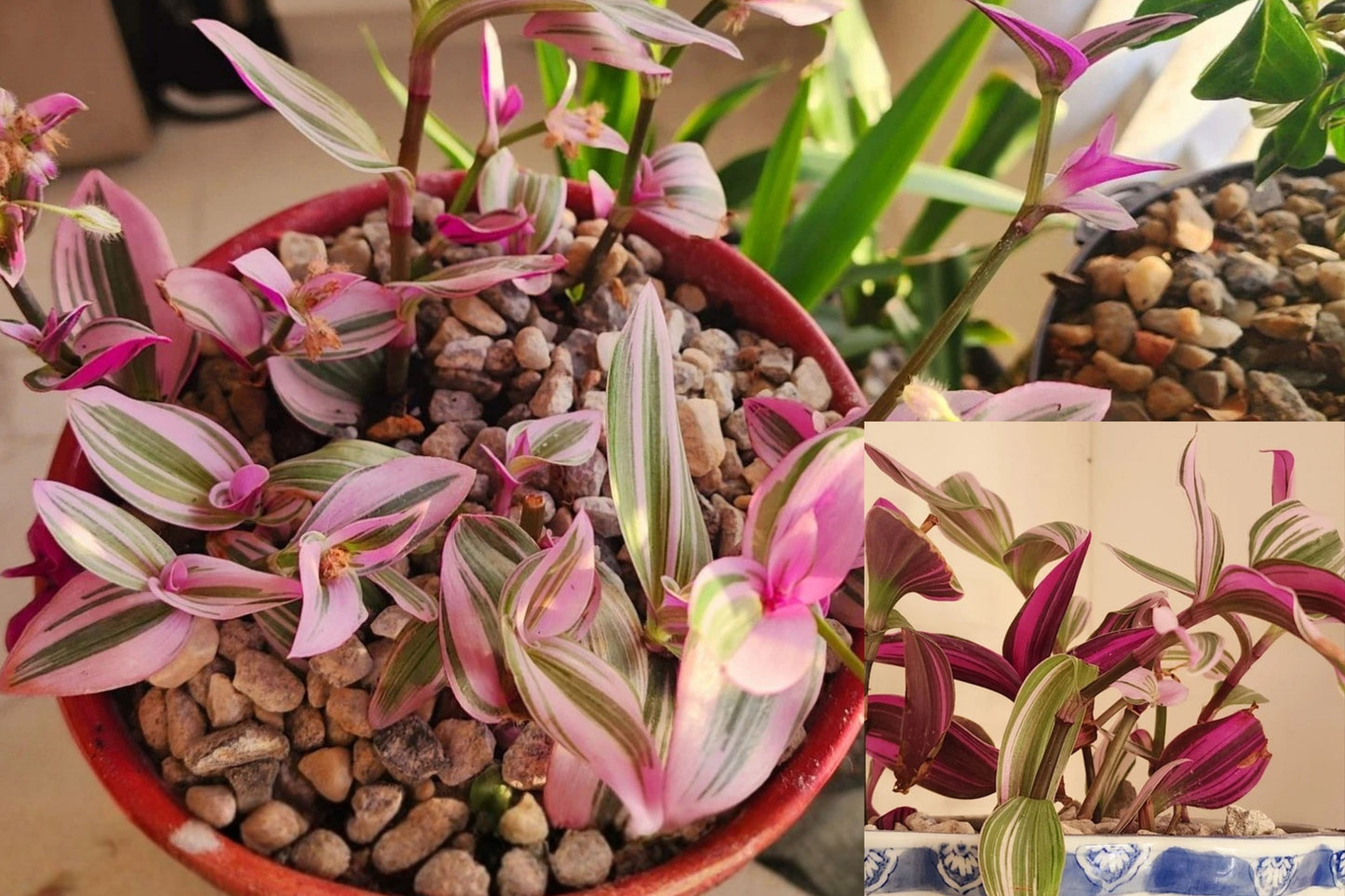 Tradescantia Nanouk Live Plant – Rooted 2–12 Inch – Pink Green Purple