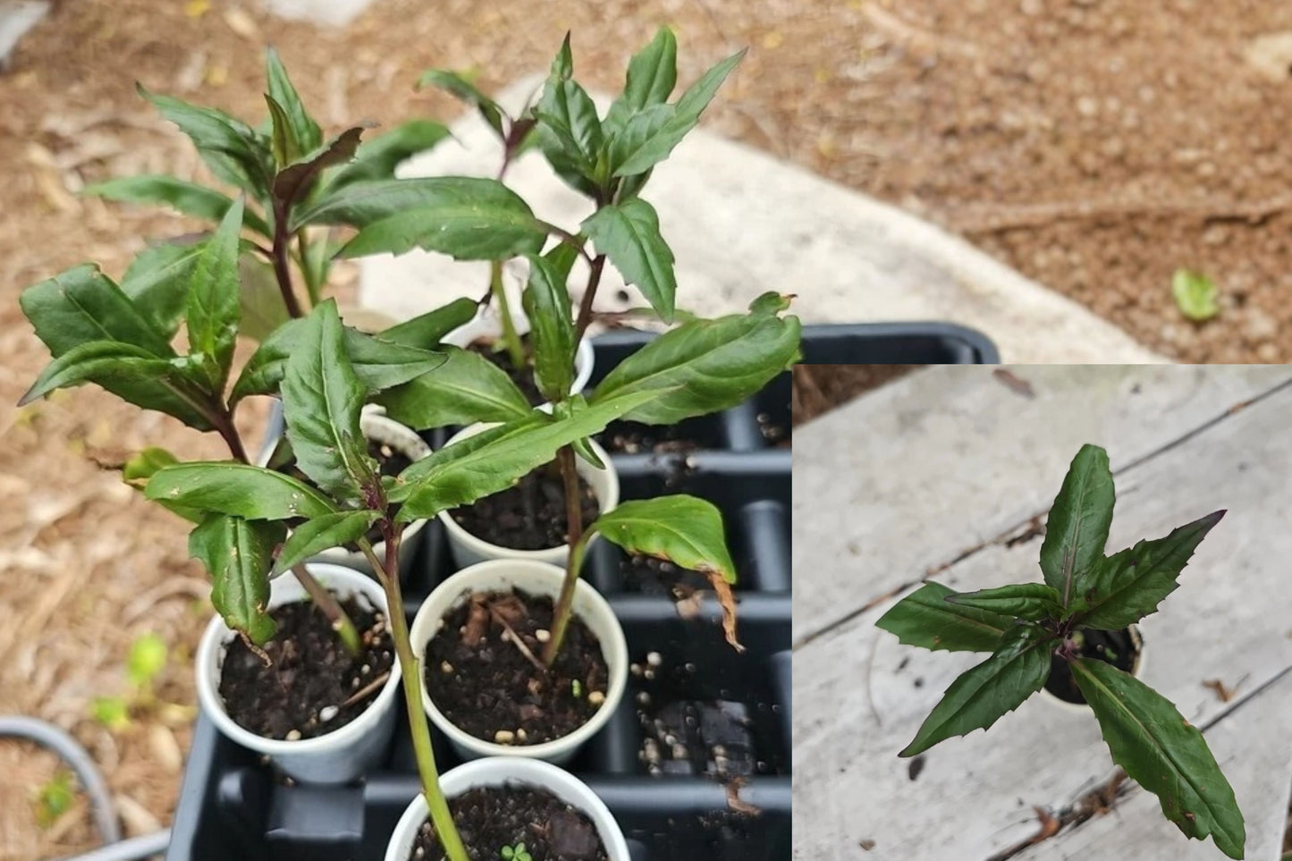 Okinawa Spinach Live Starter Plant – Gynura crepioides