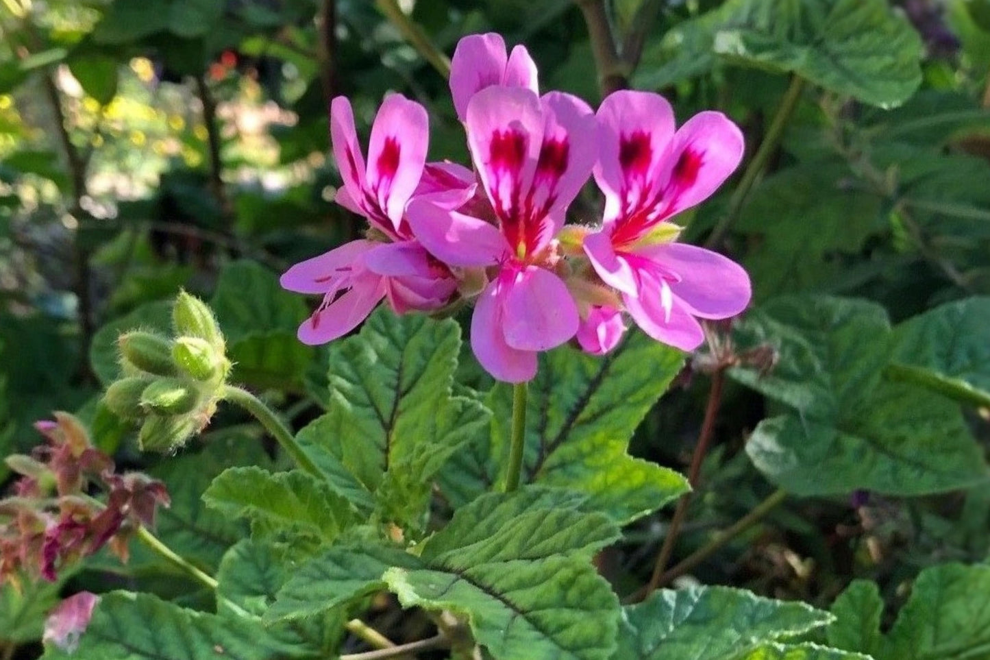 Pink Pepper-Scented Geranium 4 Cuttings – Pelargonium Live Plant Cuttings
